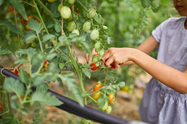 Niña niño recogiendo, recolectando la cosecha de tomates rojos orgánicos en la jardinería doméstica