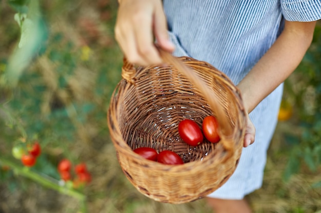 Niña niño recogiendo, recolectando la cosecha de tomates rojos orgánicos en la jardinería doméstica