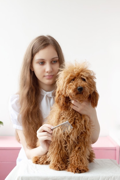 Una niña de ojos azules y cabello castaño sostiene la cabeza de un caniche rojo peludo en miniatura con una mano y peina al perro con la otra.