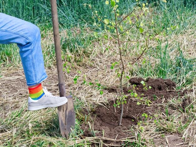 Una niña se para con una pala cerca de un árbol joven plantado cerca de un hermoso campo con trigo en el fondo