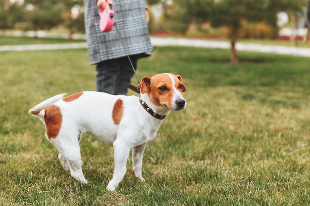 Una niña pasea a su perro en un parque de la ciudad un niño juega con un Jack Russell terrier al aire libre El concepto de cuidado de mascotas