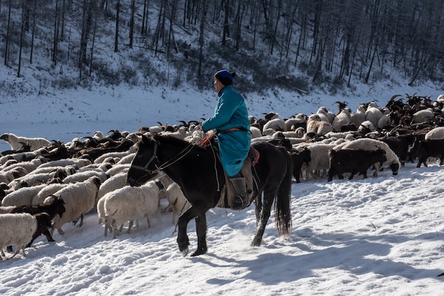 Foto niña pastor sentado a caballo y pastoreando rebaño de ovejas en la pradera con montañas nevadas en el fondo