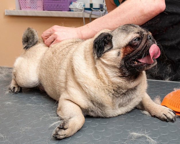 Una niña peina el pelo de un perro pug en una mesa de aseo