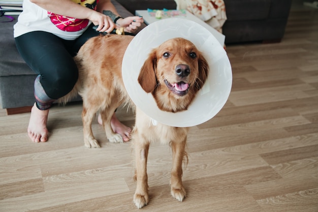 Niña peinando a su perro Golden Retriever con cono de plástico isabelino.