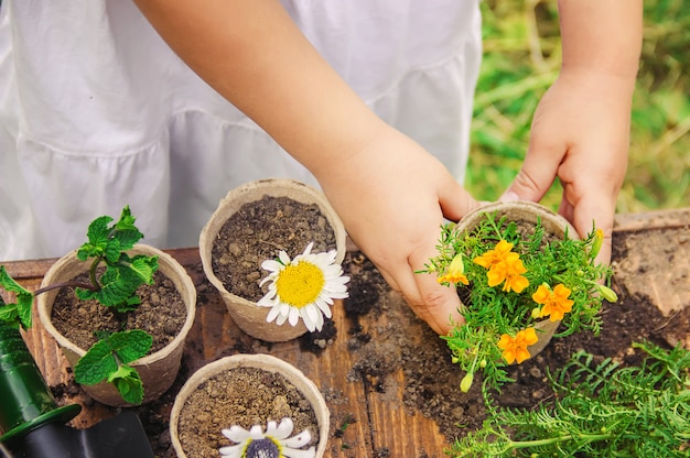 Una niña pequeña está plantando flores. El joven jardinero. Enfoque selectivo