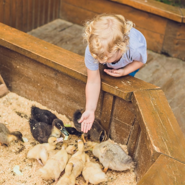 Niña pequeña jugando con los patitos en el zoológico de mascotas