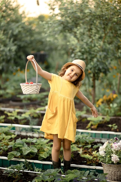 Niña pequeña y linda recogiendo fresas maduras frescas en la espalda blanca en el campo o jardín de la granja de frutas