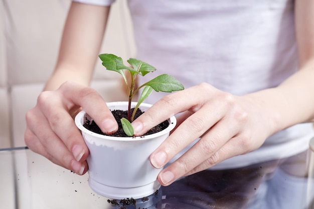 Niña pequeña trasplantando plántulas de plantas en una maceta nueva en casa