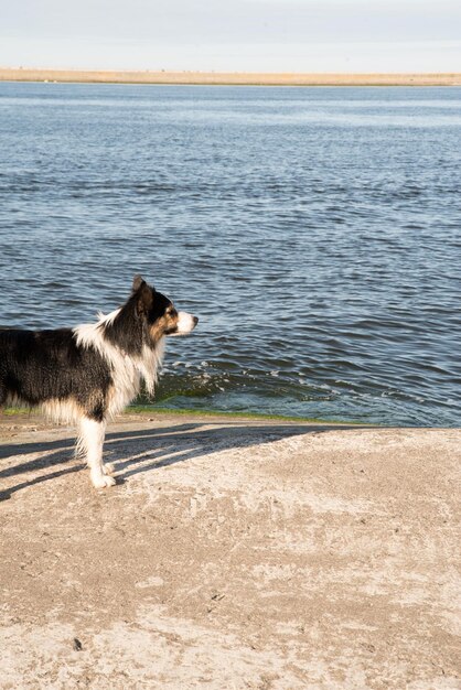 Una niña con un perro en la orilla mirando un velero.