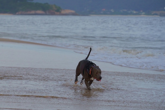 Niña y perro pit bull en un momento de cariño en la playa de Piratininga, Río de Janeiro.