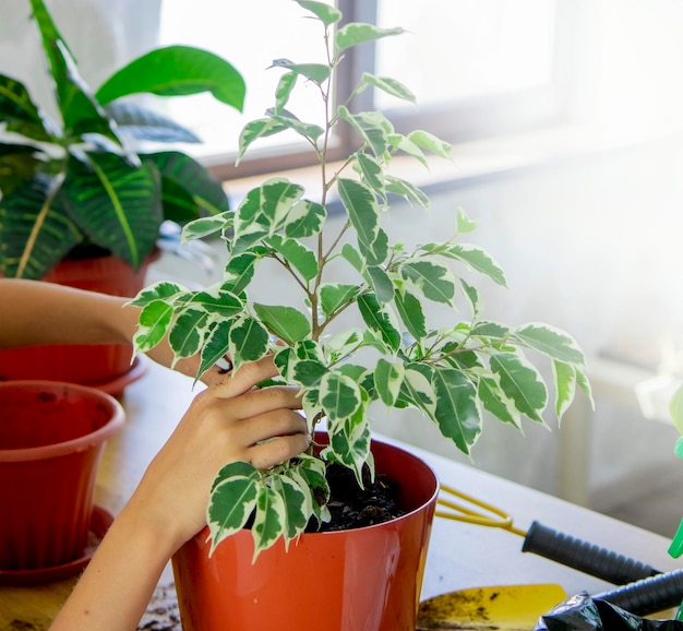una niña planta una planta