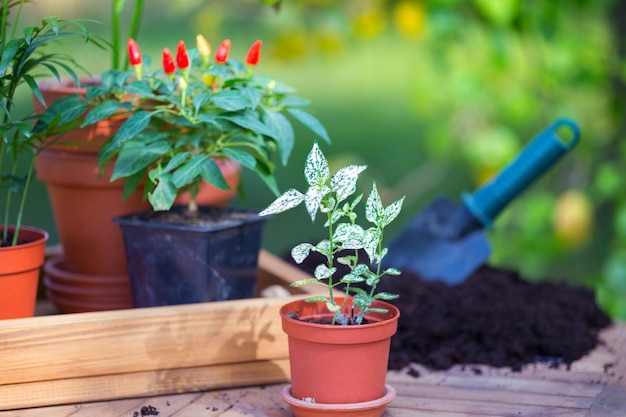 Niña planta una planta