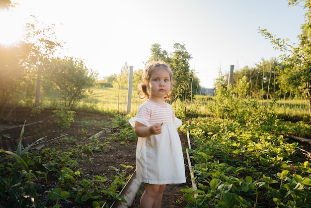 Una niña preescolar linda y feliz recoge y come fresas maduras en un jardín en un día de verano al atardecer.