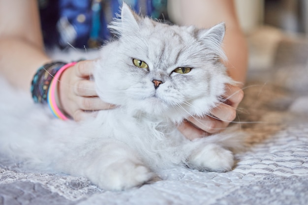 Niña rasca el cuello del gato blanco británico de pelo largo.