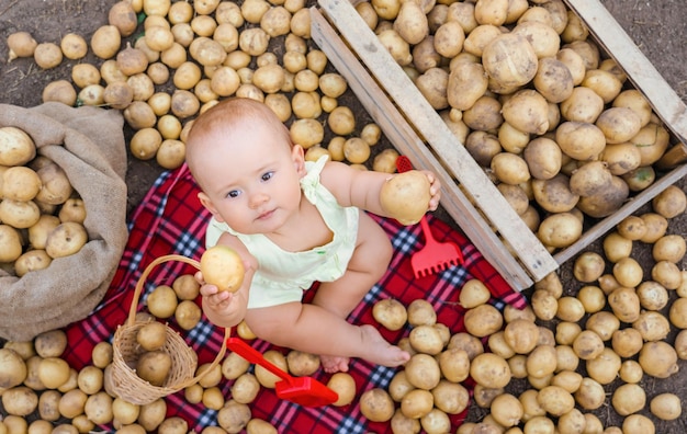 Una niña recién nacida de 10 a 12 meses estira los frutos de patata. El niño aprende a ayudar a los padres que se dedican a la agricultura.