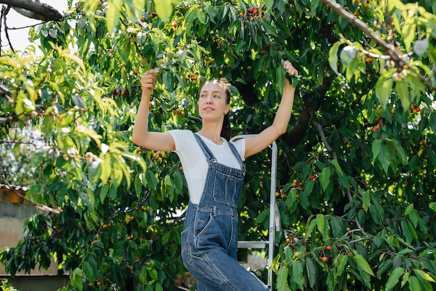 Una niña recoge cerezas maduras en el jardín.