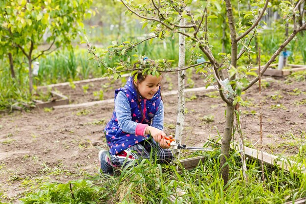 niña recoge uvas, corta uvas de uvas con tijeras