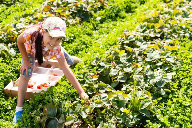 niña recogiendo fresas en el campo