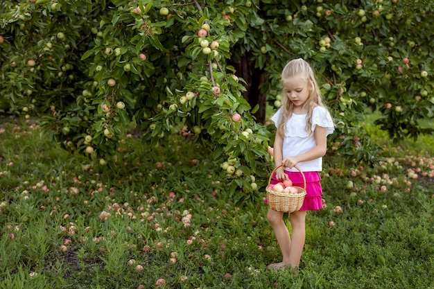 Niña recogiendo manzanas en una cesta en el jardín Concepto de cosecha Niño recogiendo manzanas en la granja