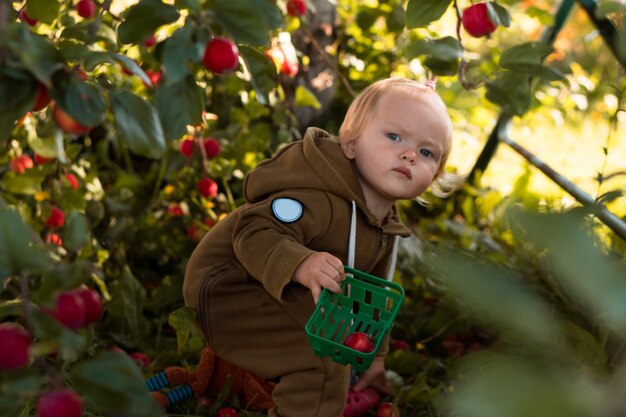 Niña rubia recogiendo manzanas en el jardín en una canasta de juguetes