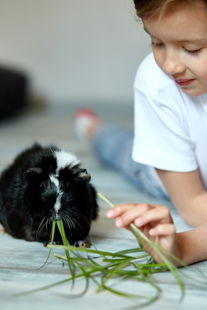 Niña sosteniendo y alimentando conejillo de indias negro, animal doméstico. Los niños alimentan a los animales cobayas, van al zoológico o la granja, cuidan de las mascotas. Quédate en casa, niño, en cuarentena.