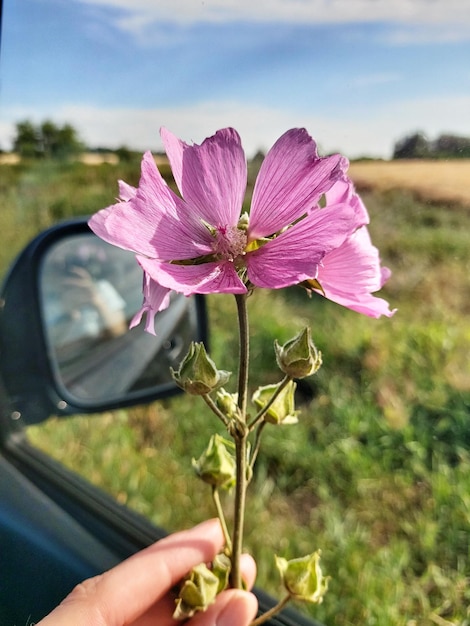 Una niña sostiene una flor morada arrancada con capullos de malva silvestre contra un campo verde claro Vista desde la ventana lateral de un automóvil negro Malva sylvestris