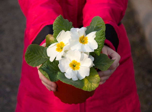 La niña sostiene una maceta con una flor de prímula blanca. Solo se pueden ver las manos y las flores en primer plano.