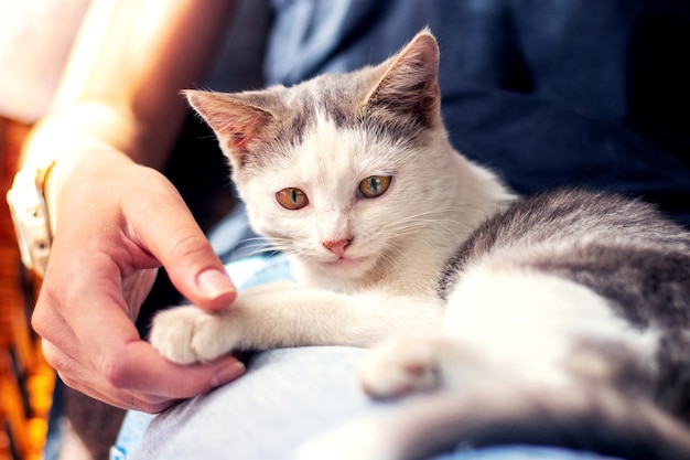 La niña sostiene la pata de un gato pequeño.