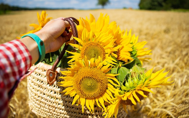 Niña sostiene un ramo de girasoles en una bolsa de paja en un campo de trigo.