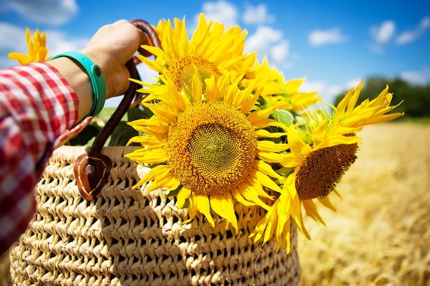 Niña sostiene un ramo de girasoles en una bolsa de paja sobre un fondo de campo de trigo.