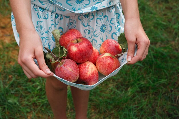 Niña, tenencia, manzanas, en, ella, dobladillo