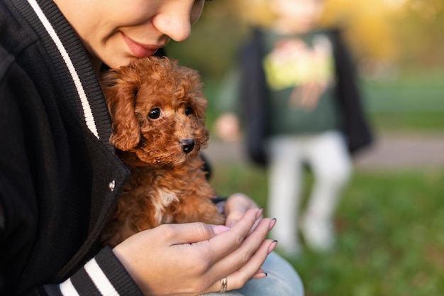 niña, tenencia, un, poco, caniche, perrito