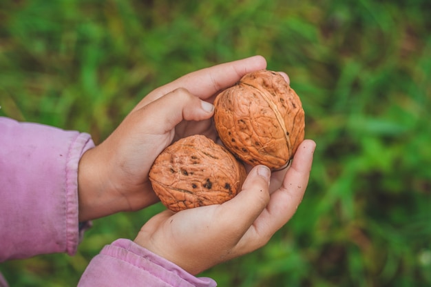 La niña tiene nueces en sus manos.