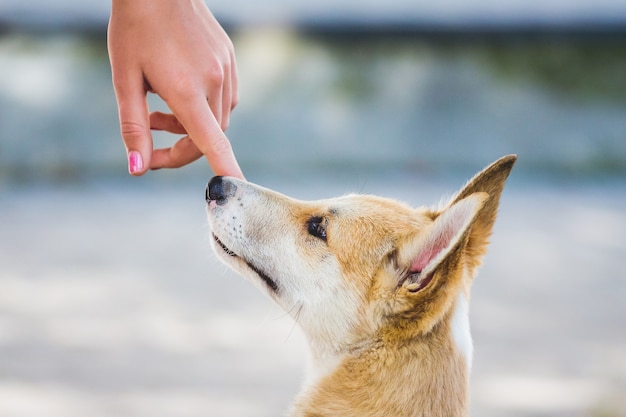 La niña toca el dedo de la nariz del perro. Relaciones amistosas entre humanos y animales