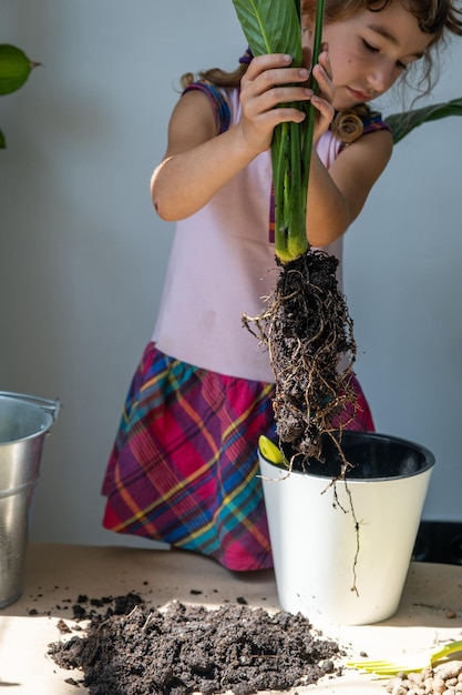 La niña trasplanta una planta de interior en maceta a un suelo nuevo con drenaje Sensación de Spathiphyllum cuidado de plantas en maceta riego fertilización espolvoree la mezcla con una cuchara y apisonarla en una maceta