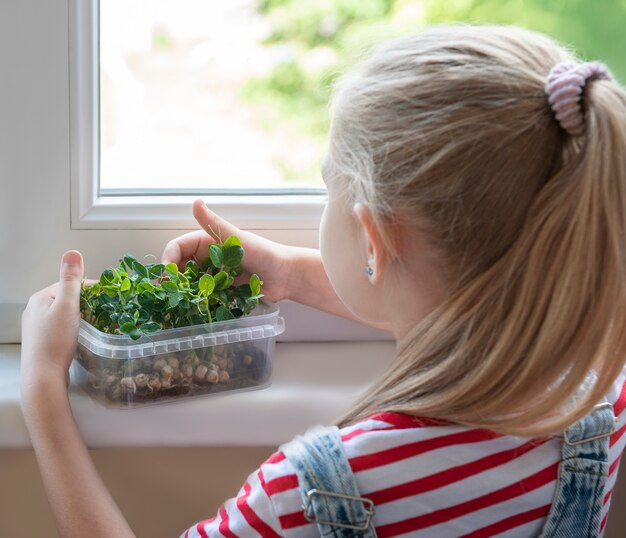 Una niña en la ventana observa cómo crecen los guisantes microverdes