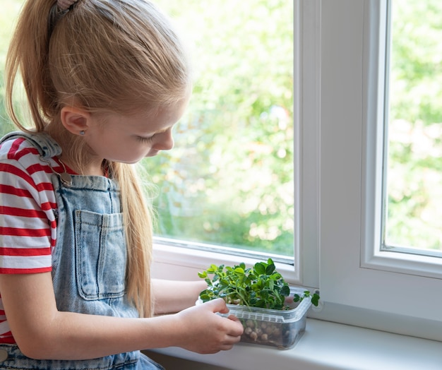 Una niña en la ventana observa cómo crecen los guisantes microverdes