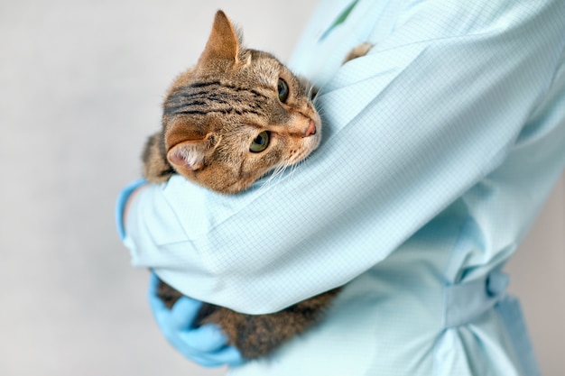 Niña veterinaria se calma en los brazos de un gato animal