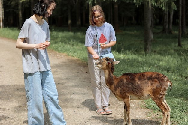 Las niñas alimentan un muflón (Ovis orientalis). Las felices viajeras disfrutan de socializar con animales salvajes en el parque nacional en verano. Bebé ciervo cervatillo jugando con personas en contacto zoológico