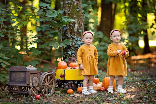 Niñas bebés gemelos en un tractor con un carro con calabazas, viburnum, manzanas, cosecha de otoño