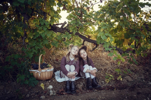 Las niñas en septiembre para cosechar viñedos, recoger los racimos de uva seleccionados en Italia para la gran cosecha. identificación de concepto biológico, comida orgánica y vino fino hecho a mano