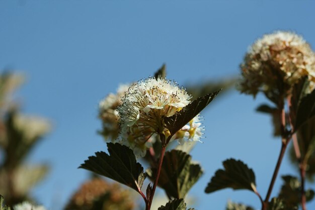 Foto ninebark ou physocarpus opulifolius arbusto floresce no jardim arbusto anão com folhagem vermelha profunda.