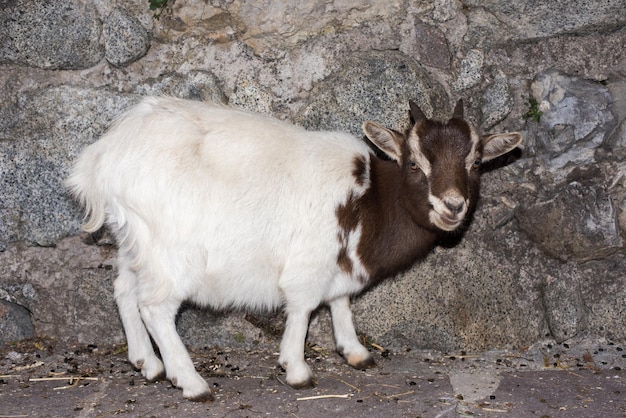 Niñera de cabra blanca y marrón recién nacida