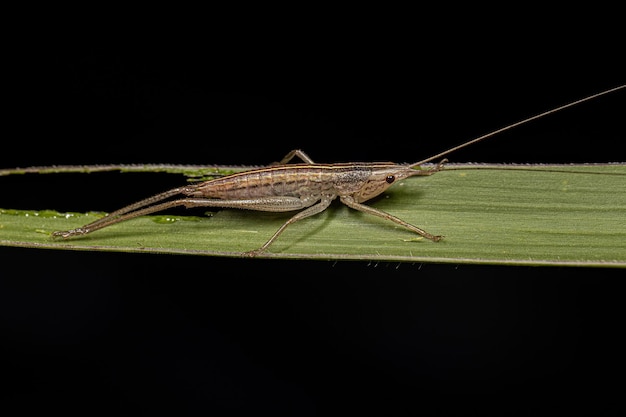 Ninfa Conehead Katydid