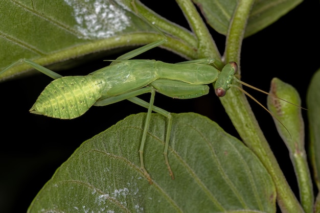 Ninfa do Mantis Fotinídeo Verde da Tribo Photinaini