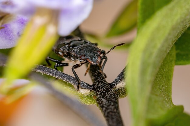 Ninfa do percevejo da família pentatomidae que imita formigas tartaruga cefalotas