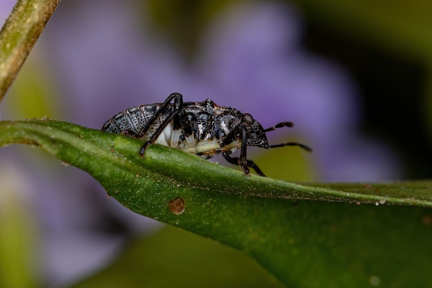 Ninfa do percevejo da família pentatomidae que imita formigas tartaruga cefalotas