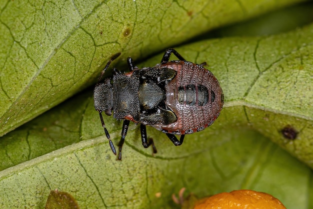 Ninfa do percevejo da família pentatomidae que imita formigas tartaruga cefalotas