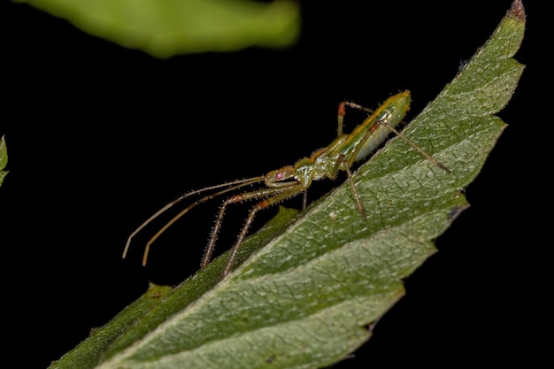 Ninfa del insecto asesino del género Zelus