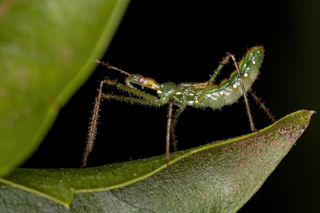 Ninfa del insecto asesino de la tribu Harpactorini